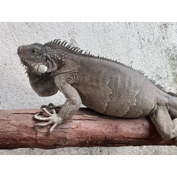 Iguana - Nordestina +  El Salvador