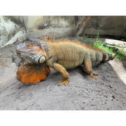 Iguana -  Amazônico + El Salvador