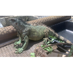 Iguana -  Amazônico + El Salvador