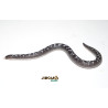 Sand Boa Anery - (Eryx colubrinus) - 9539