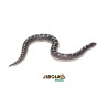 Sand Boa Anery - (Eryx colubrinus) - 9528