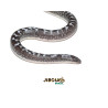 Sand Boa Anery - (Eryx colubrinus) - 9528