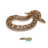 Sand Boa - (Eryx colubrinus) - Padrão comum - 9522