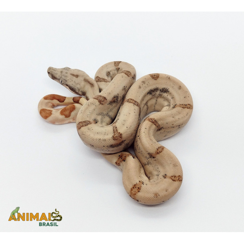 Jiboia Bci (Boa constrictor imperator)  A534