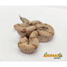 Jiboia Bci (Boa constrictor imperator)  A534