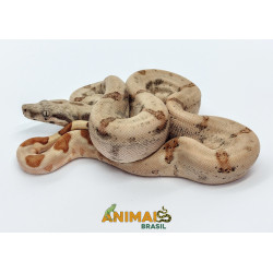 Jiboia Bci (Boa constrictor imperator)  A534