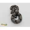 Jiboia Bci (Boa constrictor imperator) A631