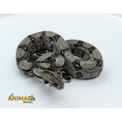 Jiboia Bci (Boa constrictor...