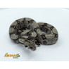 Jiboia Bci (Boa constrictor imperator) A631