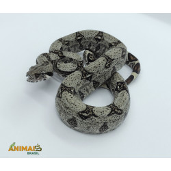 Jiboia Bci (Boa constrictor imperator) A631