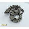 Jiboia Bci (Boa constrictor imperator) A631