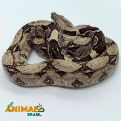 Jiboia Bci (Boa constrictor imperator) A636