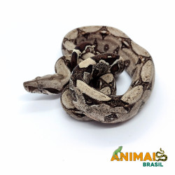 Jiboia Bci (Boa constrictor...