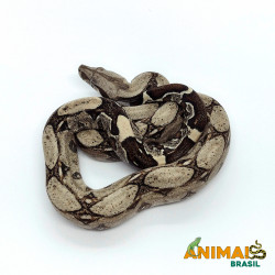 Jiboia Bci (Boa constrictor imperator) A636