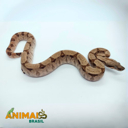 Jiboia Bci (Boa constrictor imperator) A661