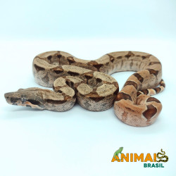 Jiboia Bci (Boa constrictor...