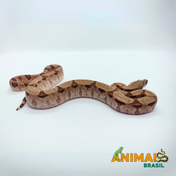 Jiboia Bci (Boa constrictor imperator) A661