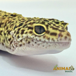 Gecko (Lagartixa Leopardo) AR119