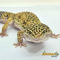 Gecko (Lagartixa Leopardo) AR119