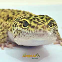 Gecko (Lagartixa Leopardo)...