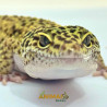 Gecko (Lagartixa Leopardo) AR119