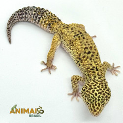 Gecko (Lagartixa Leopardo) AR119