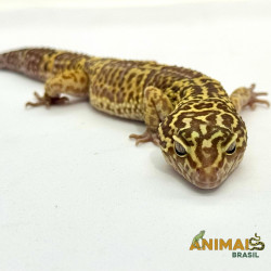 Gecko (Lagartixa Leopardo) AR125