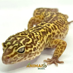 Gecko (Lagartixa Leopardo)...