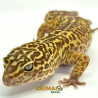 Gecko (Lagartixa Leopardo) AR125