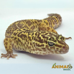 Gecko (Lagartixa Leopardo) AR125