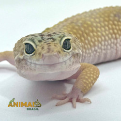 Gecko (Lagartixa Leopardo) AR124