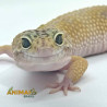 Gecko (Lagartixa Leopardo) AR124