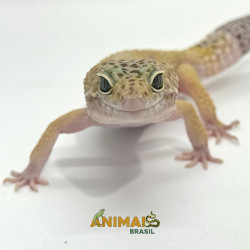 Gecko (Lagartixa Leopardo) AR124