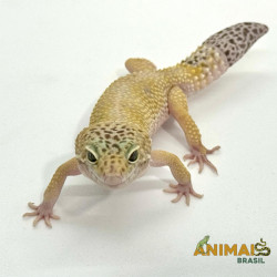 Gecko (Lagartixa Leopardo) AR124