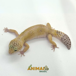 Gecko (Lagartixa Leopardo) AR124