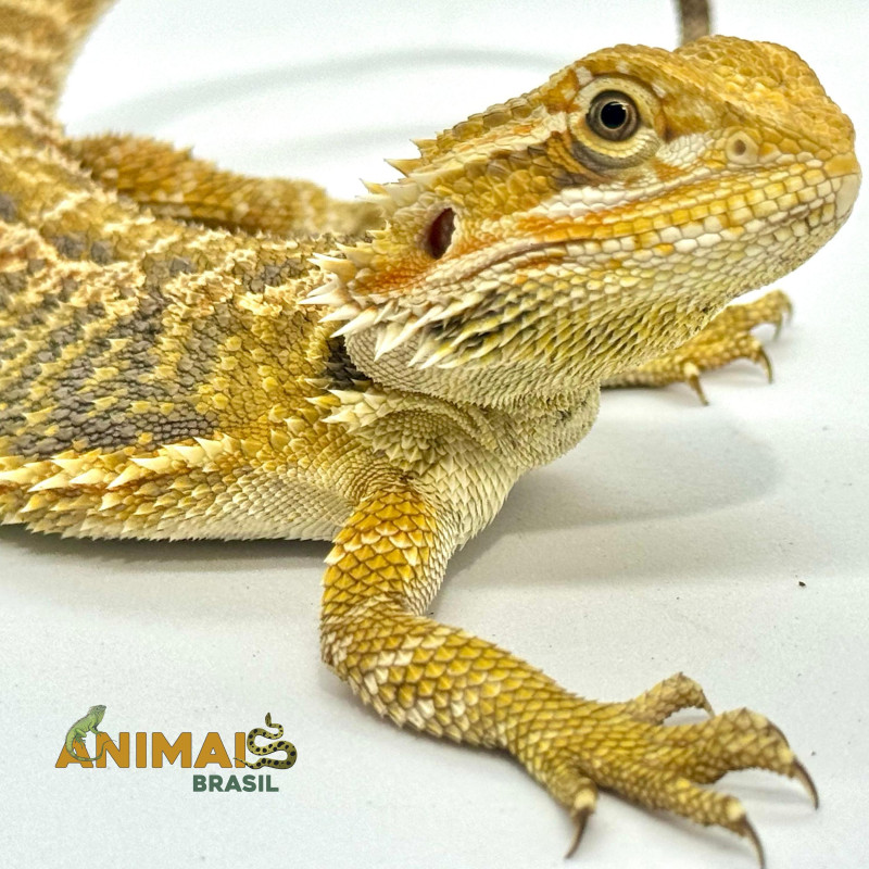 Dragão barbudo - (Pogona vitticeps) PV312