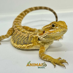 Dragão barbudo - (Pogona vitticeps) PV312