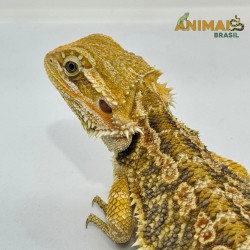 Dragão barbudo - (Pogona vitticeps) PV312