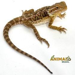 Dragão barbudo - (Pogona vitticeps) PV316