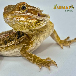 Dragão barbudo - (Pogona vitticeps) PV316