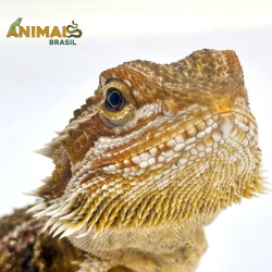 Dragão barbudo - (Pogona...