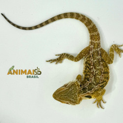 Dragão barbudo - (Pogona vitticeps) PV316