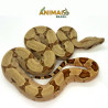 Bci (Boa constrictor imperator) A657