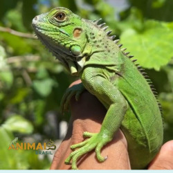 Iguana - Nordestina +  El Salvador