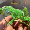 Iguana - El Salvador Laranja