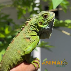 Iguana -  Amazônico + El Salvador