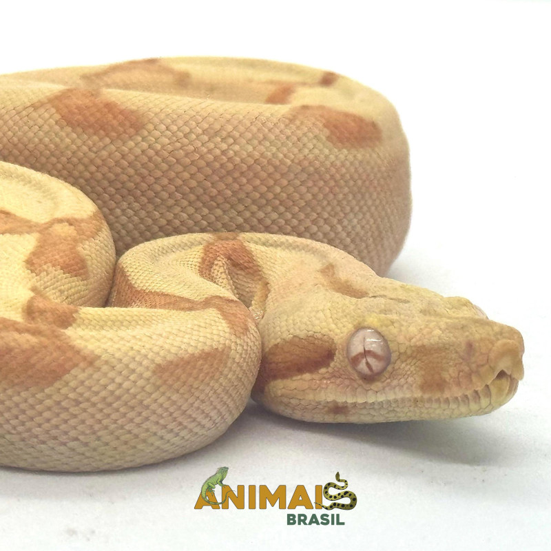 Jiboia Bci (Boa constrictor imperator) A638