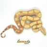 Jiboia Bci (Boa constrictor imperator) A638