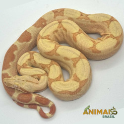 Jiboia Bci (Boa constrictor imperator) A638