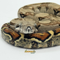 Jiboia Bci (Boa constrictor imperator) - A642